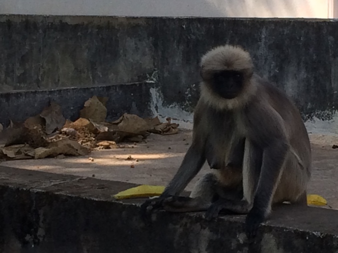 Monkey outside our door before we went to the market.